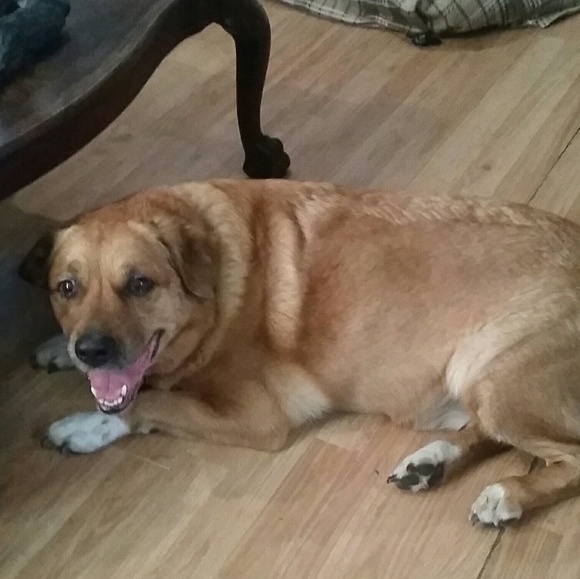 Meet your Posher, Debra - Picture 4 of 4